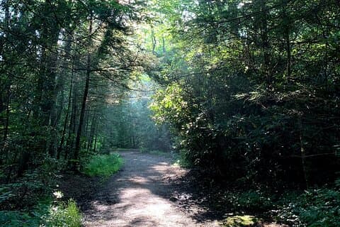 Bosbaden en natuurtherapiewandeling