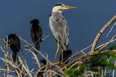 Birdwatching nel Santuario di Anawilundawa