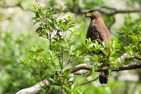 Wildlife Tour som täcker fåglar och däggdjur (6 dagar)