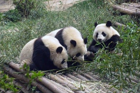 成都イスラム教徒の日帰り旅行：パンダ繁殖基地、モスク、武侯寺、金里