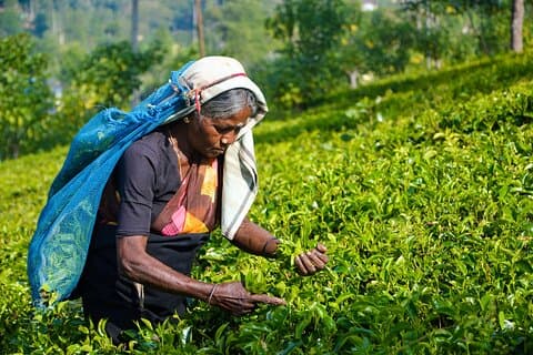 Expérience de plantation de thé d'Ella