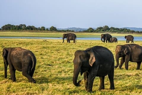 Hurulu Eco Park Safari | Jeep with Tickets