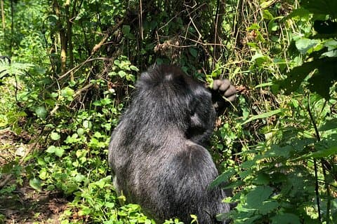 3 Day Gorilla Trekking Luxury Safari in Uganda