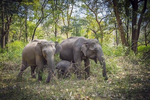Bangalore til Mysore & Nagarhole National Park