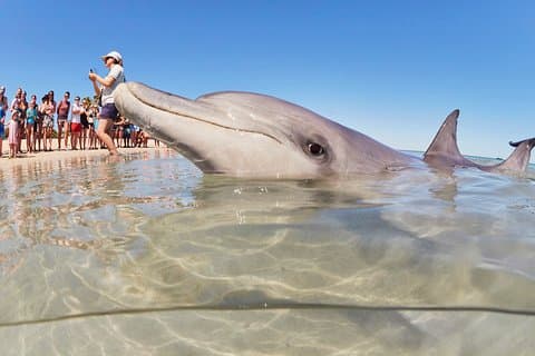 4-Day Monkey Mia Dolphins Pink Lake Pinnacles Comfort-Level Tour