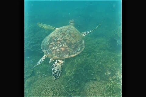 4H snorkling og fiskecruise på Magnetic Island
