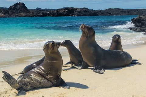 Det beste fra Ecuador og Galapagos 12 dager / 11 netter