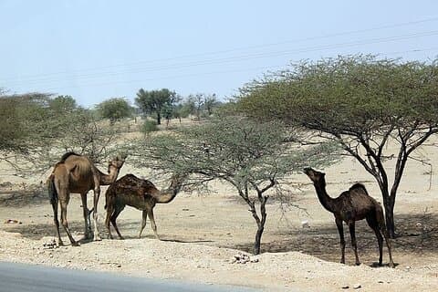 Thar Desert Camel Safari with Themed Dinner and Folk Music