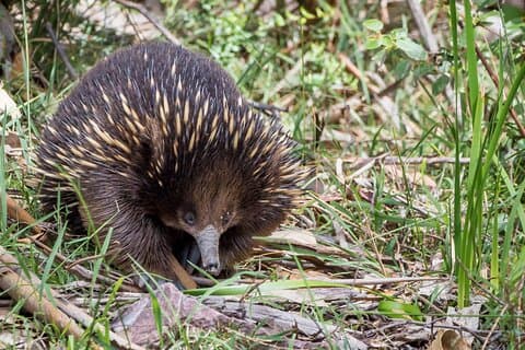 Melbourne till Great Ocean Road och Grampians 3 dagars originaltur