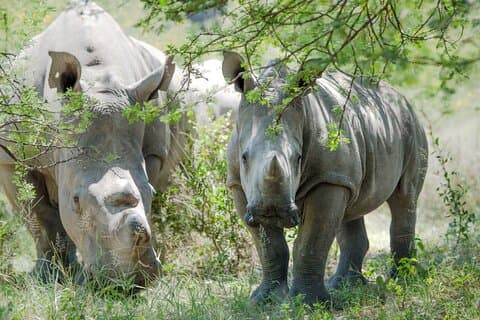 Guided Falls Tour, Afrikanische Dorf Tour & Nacht Game Driver mit Bush Dinner