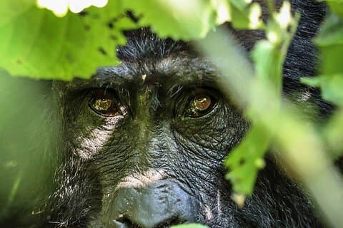 4-Day Bwindi Impenetrable National Park Private Safari Tour