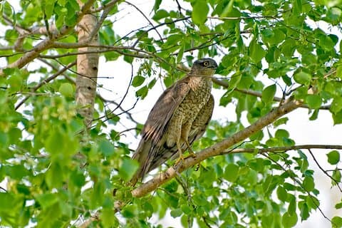 Excursión a la reserva de vida silvestre Koshi Tappu desde Katmandú