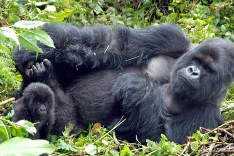 Tour privato di 5 giorni di Kibale e Parco nazionale impenetrabile di Bwindi