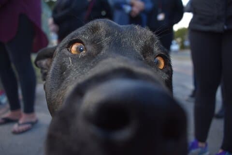 Voluntariado de rescate de animales de perros y gatos