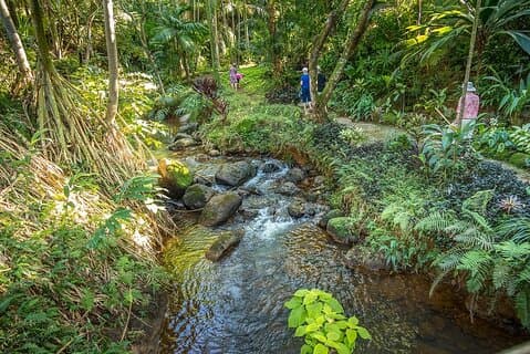 Princeville Botanical Gardens Tour and Chocolate Tasting Ticket