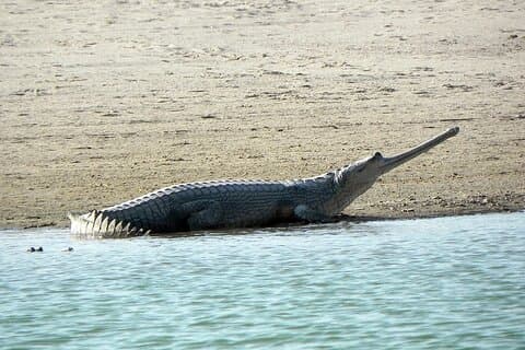 Viagem Diurna ao Santuário Nacional de Chambal De Agra Com Rio Safari