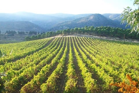 Privat vinresa | Chateau Musar, Ixsir & Batroun från Beirut