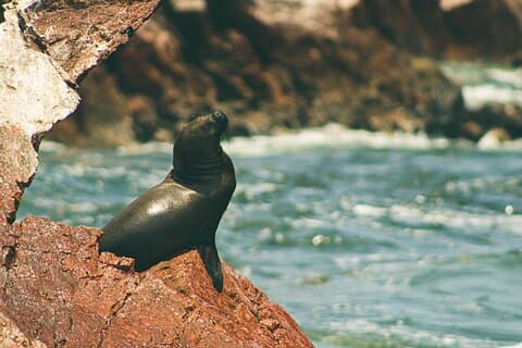 Paracas Nationalreservat & Ballestas Inseln Tour (Privat)