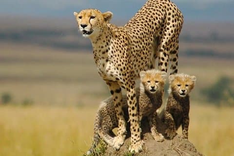 6 dages dyrelivseventyr i Kidepo og Murchison Falls National Park