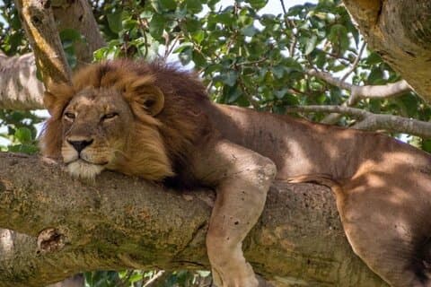 Viaggio di 13 giorni in Uganda essenziale