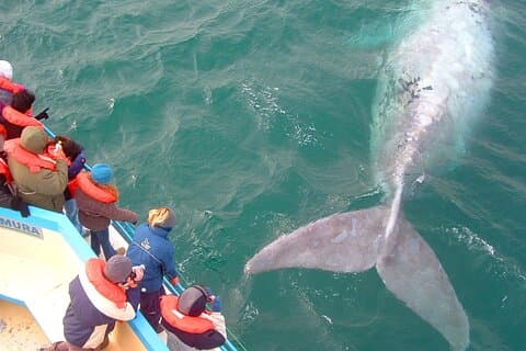 4-days Peninsula Valdes in Private Service - Whales, Penguins & Sea Lions
