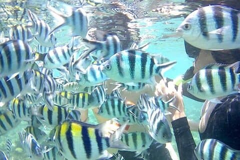 Gili Asahan Snorkling Tour