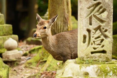 Osaka til Nara dagstur med en lokal – privat og personlig
