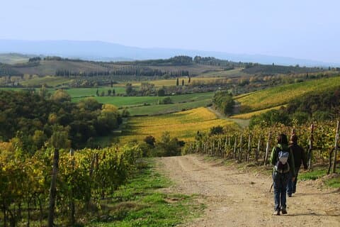 Recorrido de senderismo en la Toscana desde Siena con cata de vinos