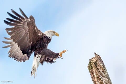 Chilkat Bald Eagle Preserve Rafting - Skagway Departure