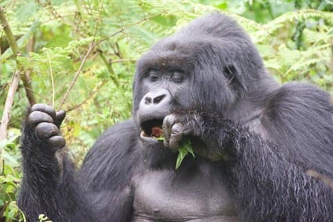 Privat Gorilla Trekking Transfer från Kigali