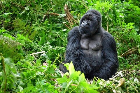 Explorador de primates de Uganda privado de 6 días
