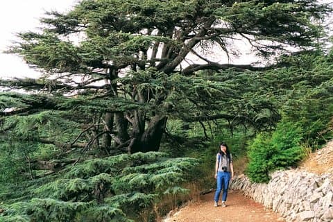 Private Baalbek, Ksara Winery & Chouf Cedars Tour from Beirut