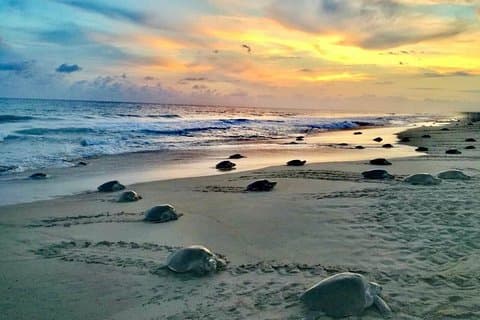 4-in-1-Tour – Mazunte, Kakaofabrik, La Ventanilla und Schildkrötenbrut