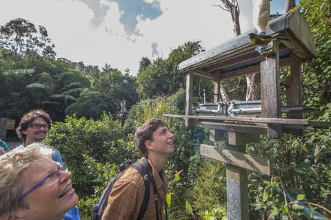 Zealandia by Day - Small Group 2-Hour Eco Wildlife Tour