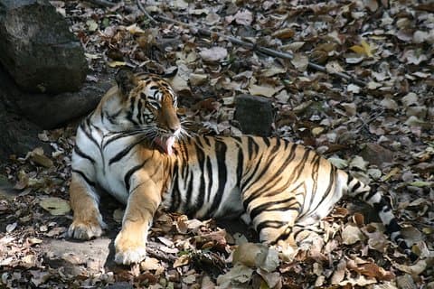 Tigre Safaris Photographiques