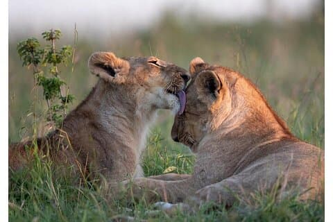 4 Tage Masai Mara / Lake Nakuru Budget Safari