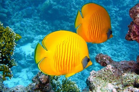 Sinda Island-dagtrip met snorkelen