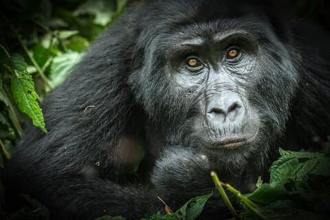 8-Day Private Trekking Tour in Uganda’s Forests