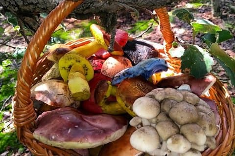Tour de hongos desde la Ciudad de México