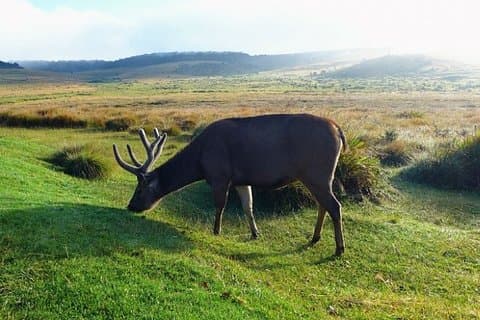 Horton Plains National Park: Privat guidad vandringstur