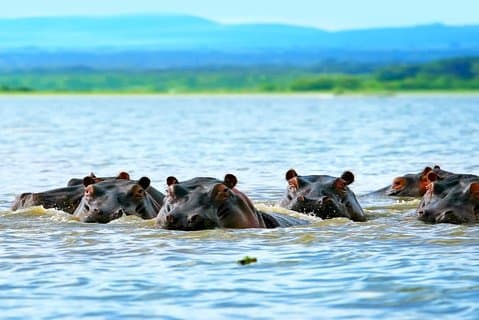 5 dages safari til Maasai Mara, Lake Nakuru og Hell's gate nationalpark