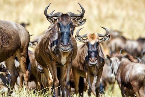 4 days,3 nights group joining lodge safari to Serengeti ,Ngorongoro and Manyara