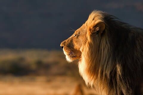 Circuit safari de 10 jours dans le sud de la Tanzanie avec hébergement