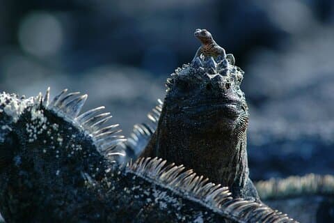 8-dagers Galapagos Island Hopping Tour: Isabela, gigantiske skilpadder og snorkling