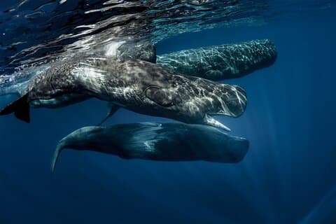 Wildlife Tour som dekker fugler og pattedyr (18 dager)