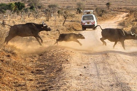 3 dagar 2 nätter Tsavo west & Taita Hills Safari (minst 2 personer)