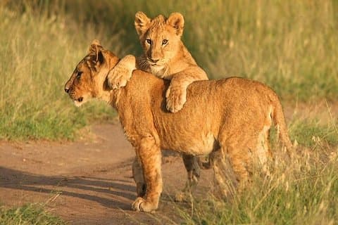 Ganztägige gemeinsame Safari-Erfahrung im Pilanesberg-Nationalpark