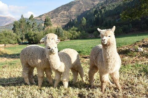8-Day Peru Tour to Cusco, Sacred Valley, Machu Picchu, Pisac and Puno