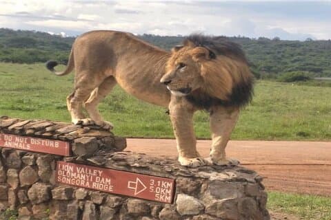 Expérience de safari dans le parc national de Nairobi