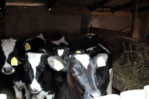 ホストを助ける：パン作り、ヨーグルト作り、牛飼育